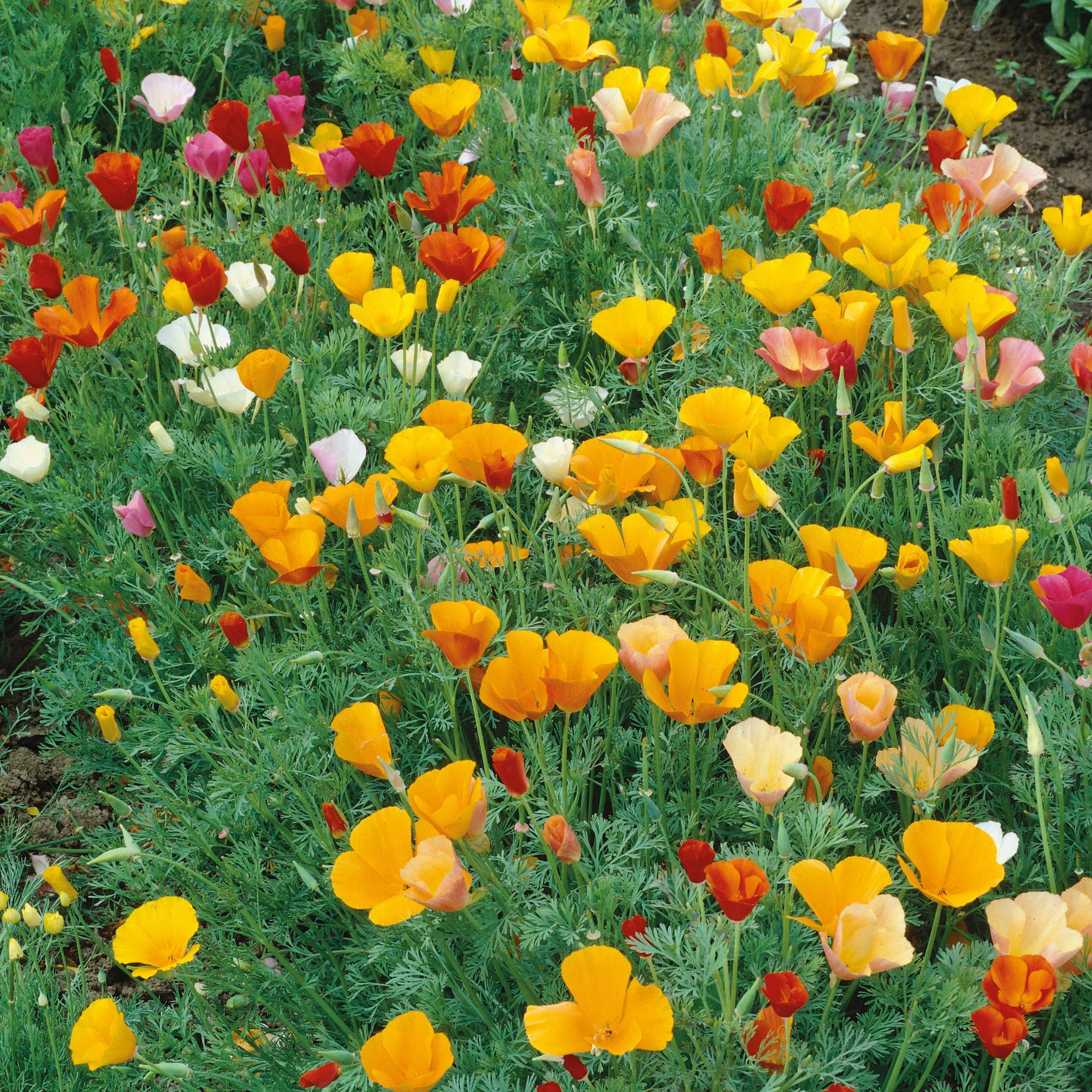 California Poppy Seeds for Planting, Formula Mix - 500 mg Packet ~320 Seeds - Flower Gardening